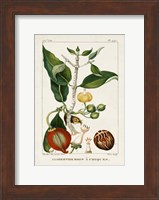 Turpin Foliage & Fruit III Fine Art Print