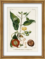 Turpin Foliage & Fruit III Fine Art Print