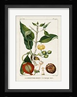 Turpin Foliage & Fruit III Framed Print