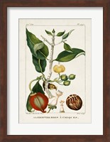 Turpin Foliage & Fruit III Fine Art Print