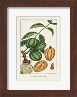 Turpin Foliage & Fruit IV Fine Art Print