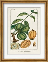 Turpin Foliage & Fruit IV Fine Art Print