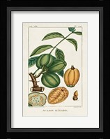 Turpin Foliage & Fruit IV Framed Print