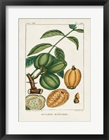 Turpin Foliage & Fruit IV Framed Print