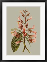 Botanical Array I Fine Art Print
