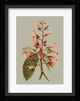 Botanical Array I Fine Art Print