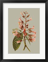 Botanical Array I Fine Art Print