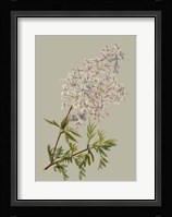 Botanical Array II Fine Art Print