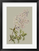 Botanical Array II Fine Art Print