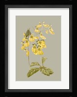 Botanical Array III Fine Art Print