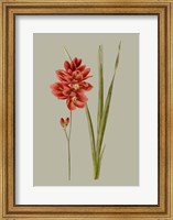 Botanical Array IV Fine Art Print