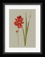 Botanical Array IV Fine Art Print