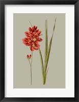 Botanical Array IV Fine Art Print