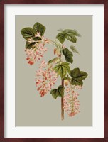 Botanical Array V Fine Art Print