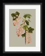 Botanical Array V Fine Art Print