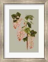 Botanical Array V Fine Art Print
