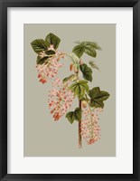 Botanical Array V Framed Print