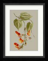Botanical Array VI Fine Art Print