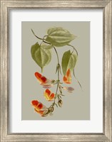 Botanical Array VI Fine Art Print