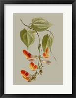 Botanical Array VI Framed Print