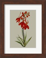 Botanical Array VII Fine Art Print