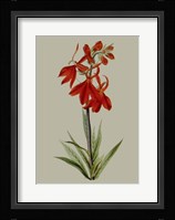 Botanical Array VII Fine Art Print