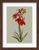 Botanical Array VII Fine Art Print