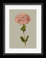 Botanical Array VIII Fine Art Print