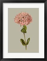 Botanical Array VIII Fine Art Print