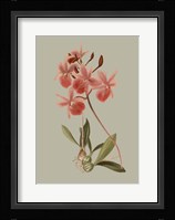 Botanical Array IX Fine Art Print