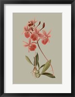 Botanical Array IX Framed Print