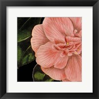 Dramatic Camellia I Fine Art Print