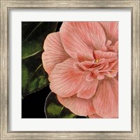 Dramatic Camellia I Fine Art Print
