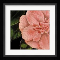 Dramatic Camellia I Fine Art Print