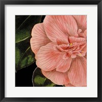 Dramatic Camellia I Framed Print