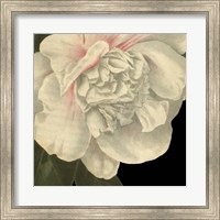 Dramatic Camellia II Fine Art Print