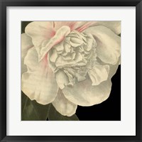 Dramatic Camellia II Framed Print
