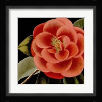Dramatic Camellia III Fine Art Print