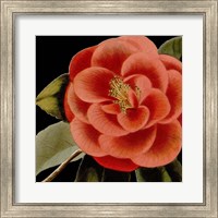 Dramatic Camellia III Fine Art Print