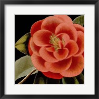 Dramatic Camellia III Framed Print