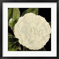 Dramatic Camellia IV Fine Art Print