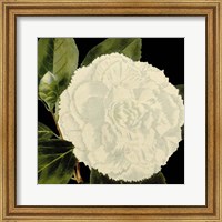 Dramatic Camellia IV Fine Art Print
