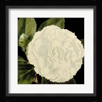Dramatic Camellia IV Fine Art Print
