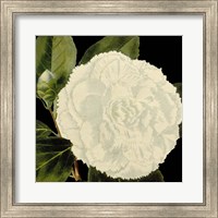 Dramatic Camellia IV Fine Art Print