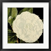 Dramatic Camellia IV Framed Print