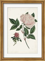 Vintage Rose Clippings I Fine Art Print
