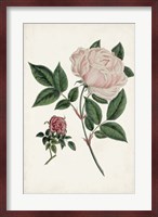 Vintage Rose Clippings I Fine Art Print