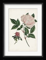 Vintage Rose Clippings I Framed Print