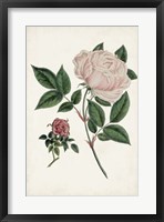 Vintage Rose Clippings I Framed Print