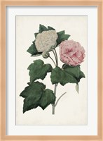 Vintage Rose Clippings II Fine Art Print